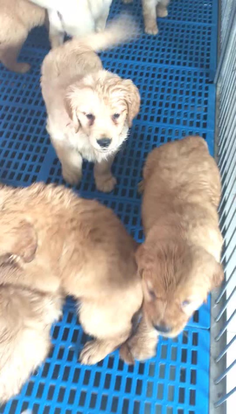 宠物狗母