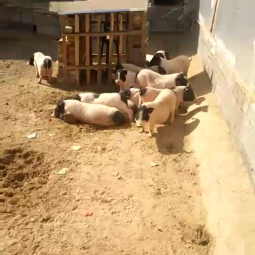 巴马香猪公