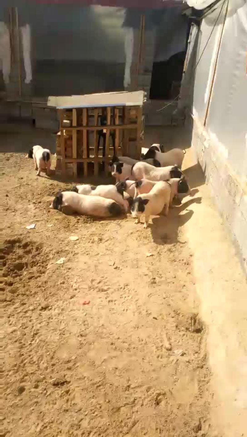 巴马香猪公