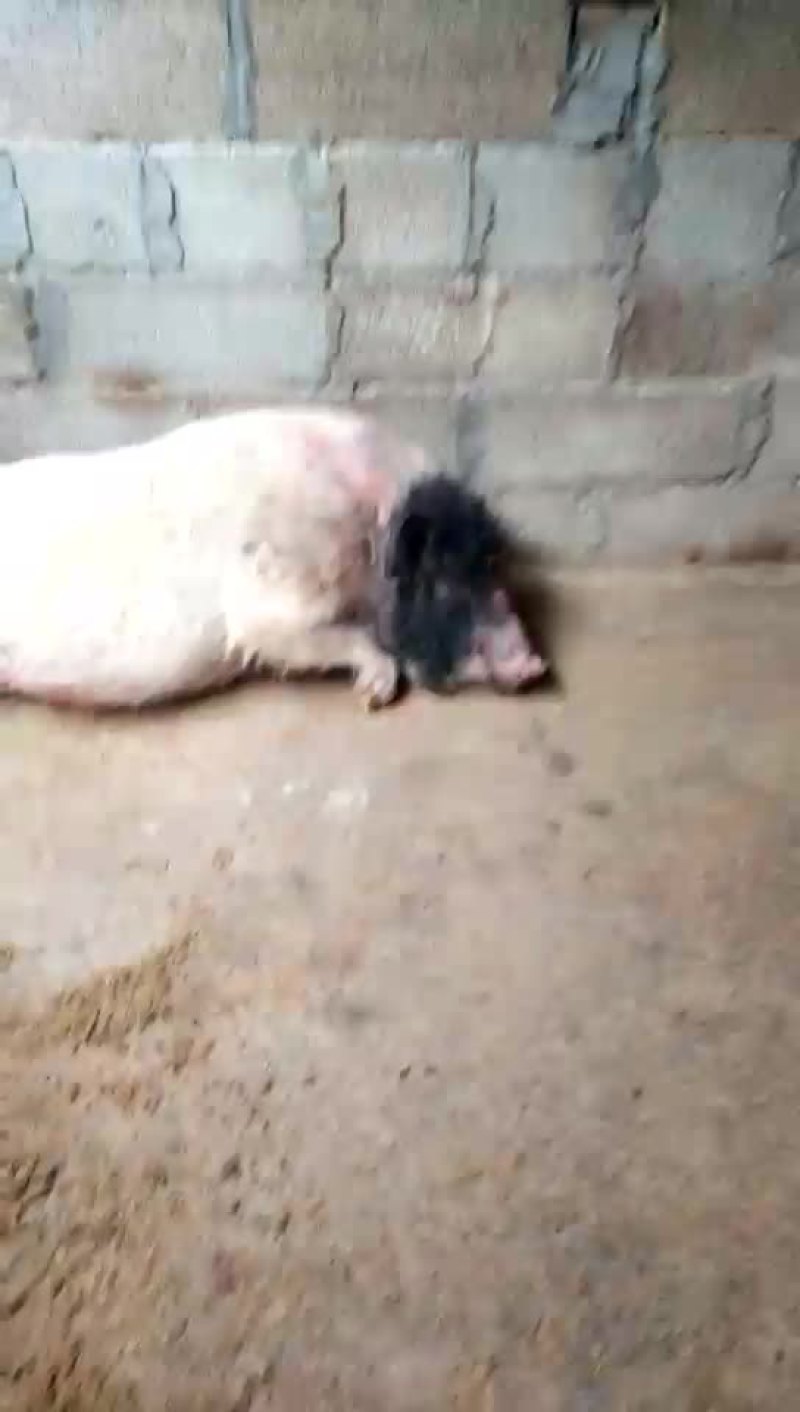 巴马香猪公