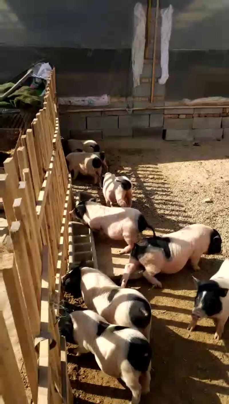 巴马香猪公