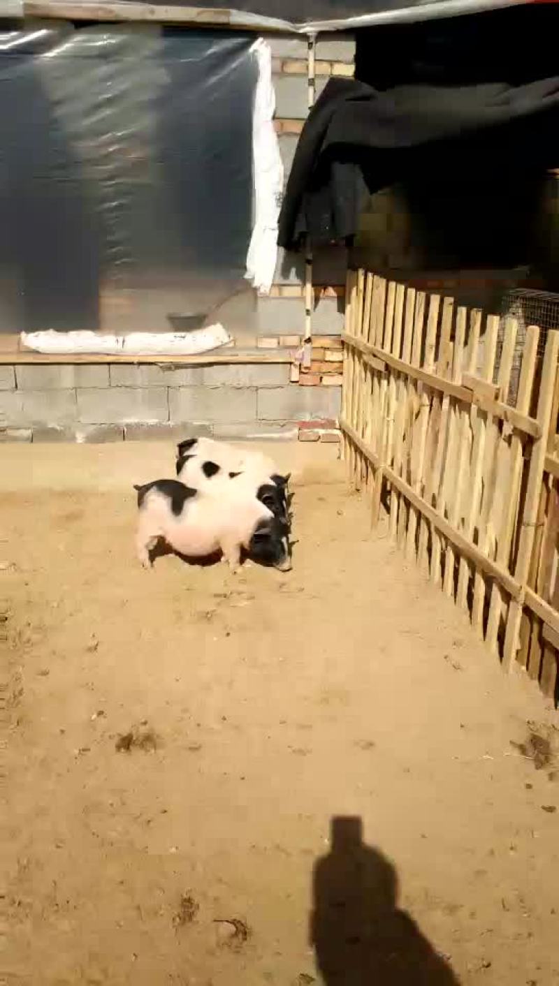 巴马香猪公