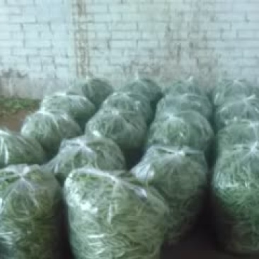架豆王豆角30厘米以上
