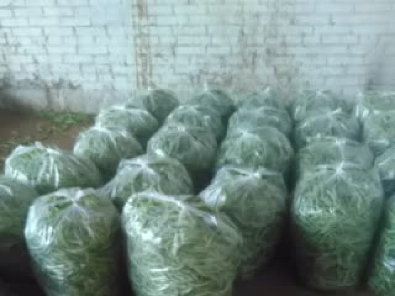 架豆王豆角30厘米以上