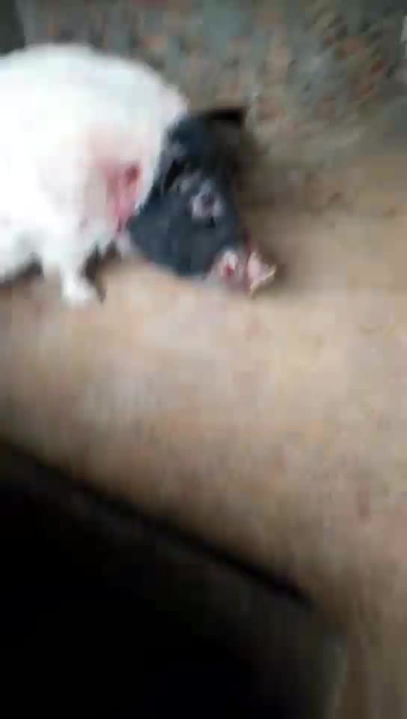 巴马香猪公