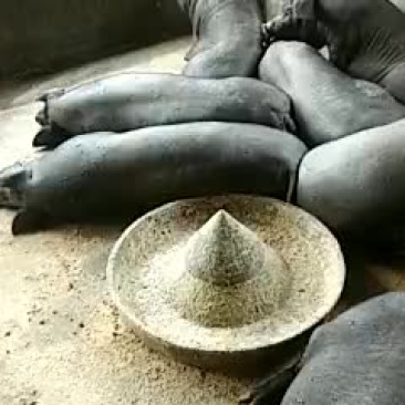 黑土猪100~150公斤
