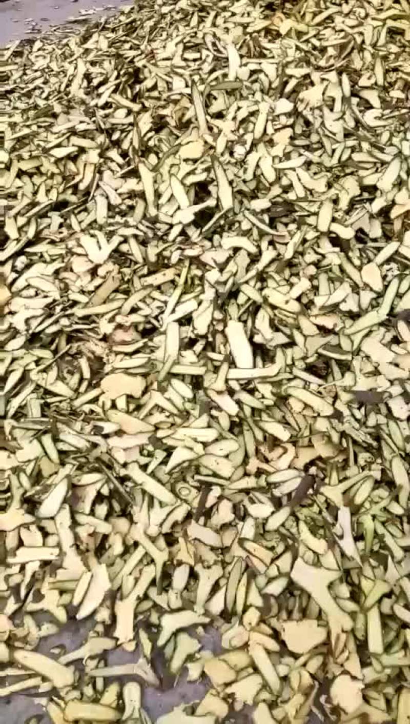 槲寄生槲寄生斜片选货