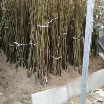 香玲核桃苗100~150cm1~2年