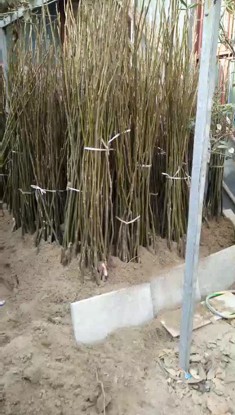 香玲核桃苗100~150cm1~2年