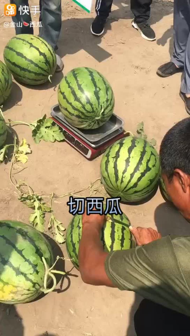 京欣西瓜6斤打底9成熟1茬