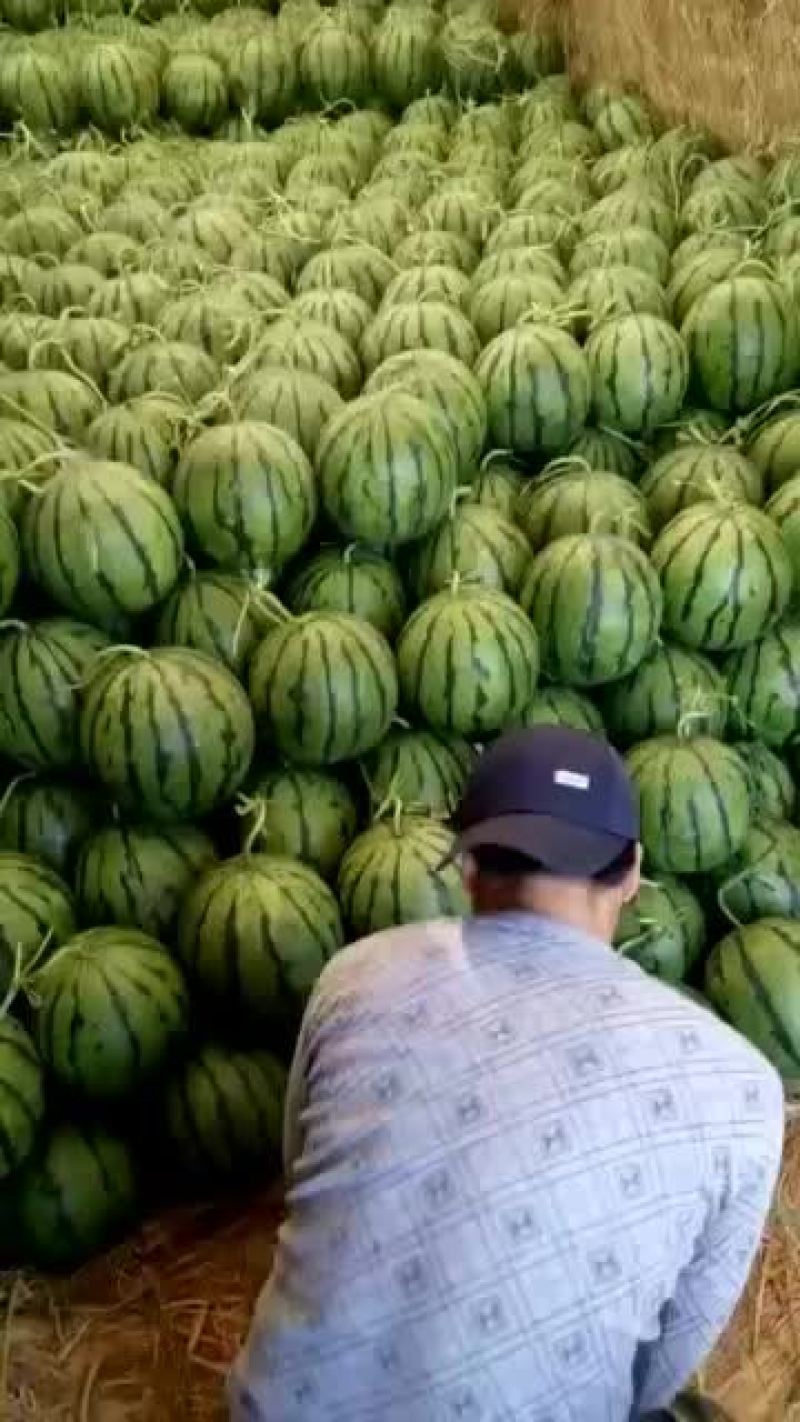 京欣西瓜6斤打底9成熟1茬