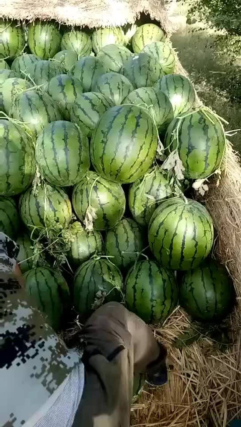 京欣西瓜6斤打底9成熟1茬