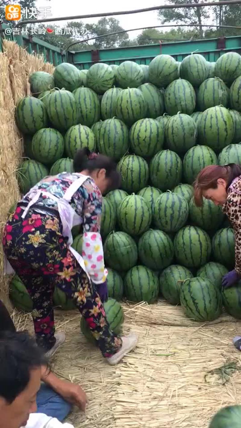 京欣西瓜6斤打底9成熟1茬