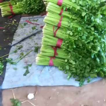 河北芹菜大量上市现割现发基地直供保质保量欢迎咨询选购