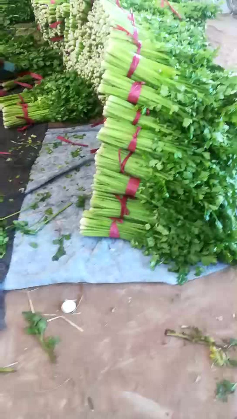 河北芹菜大量上市现割现发基地直供保质保量欢迎咨询选购
