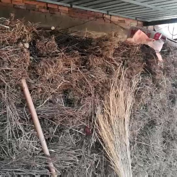 荆芥全草