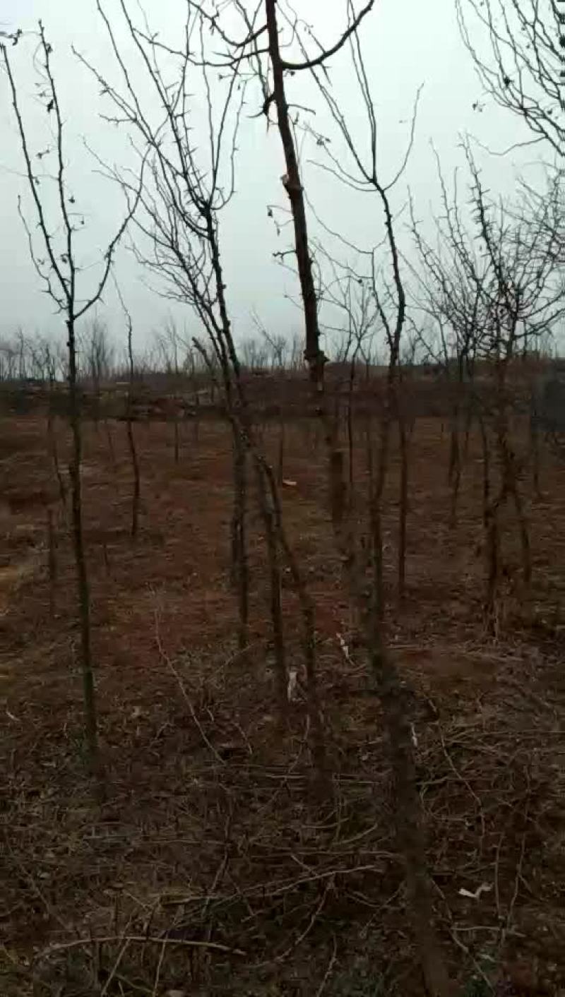 皂角树苗50~80cm
