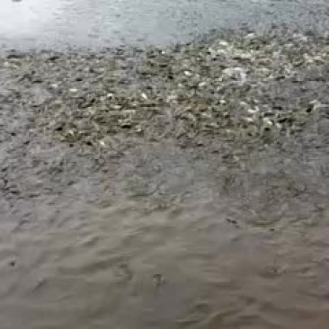 加州鲈鱼苗