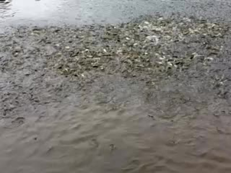 加州鲈鱼苗
