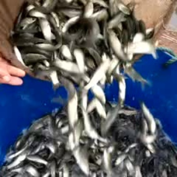 北美青鱼鱼苗