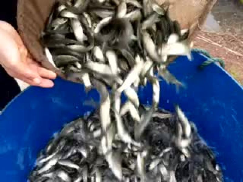 北美青鱼鱼苗