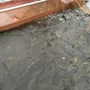 黄颡鱼苗