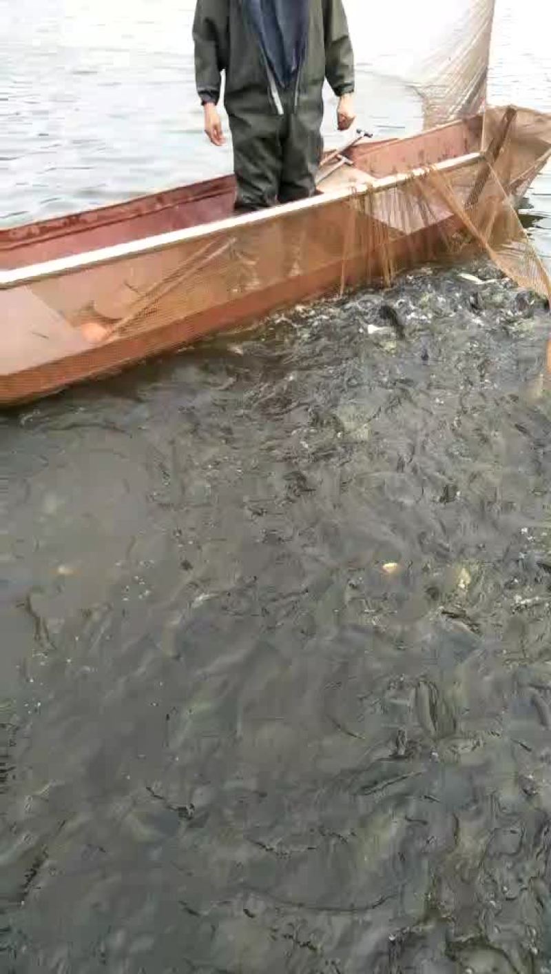 黄颡鱼苗