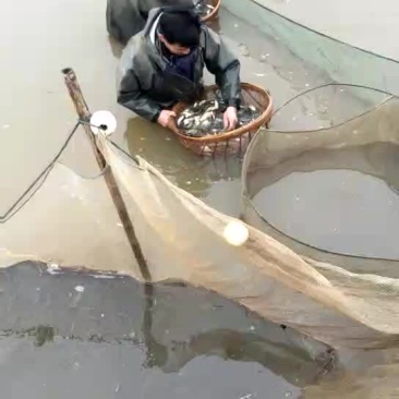 池鲤鱼0.5~1公斤