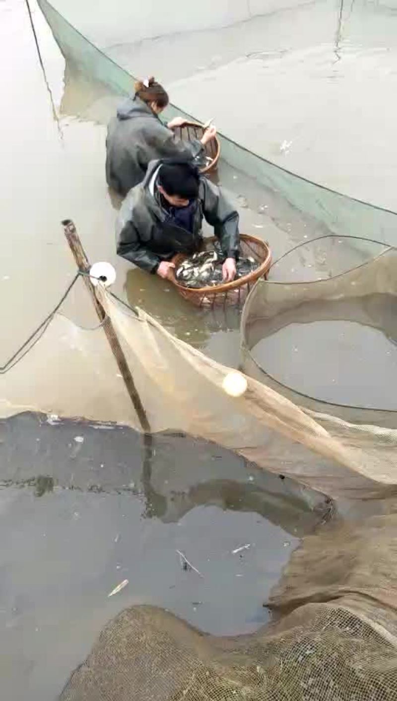 池鲤鱼0.5~1公斤