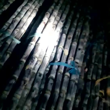 黄皮甘蔗6~8cm2~2.5米4~6斤