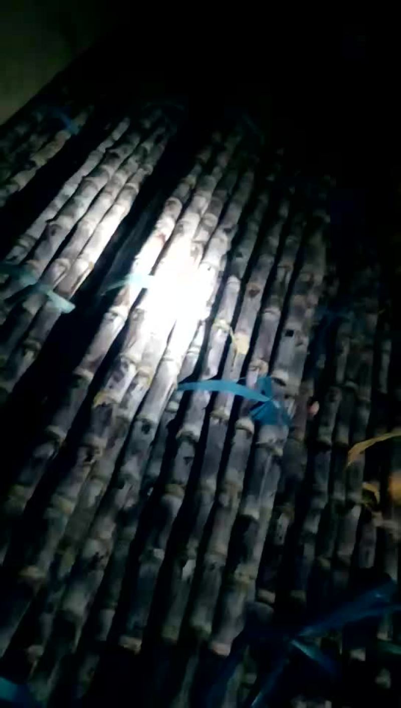 黄皮甘蔗6~8cm2~2.5米4~6斤