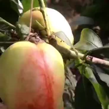 油桃2两以上