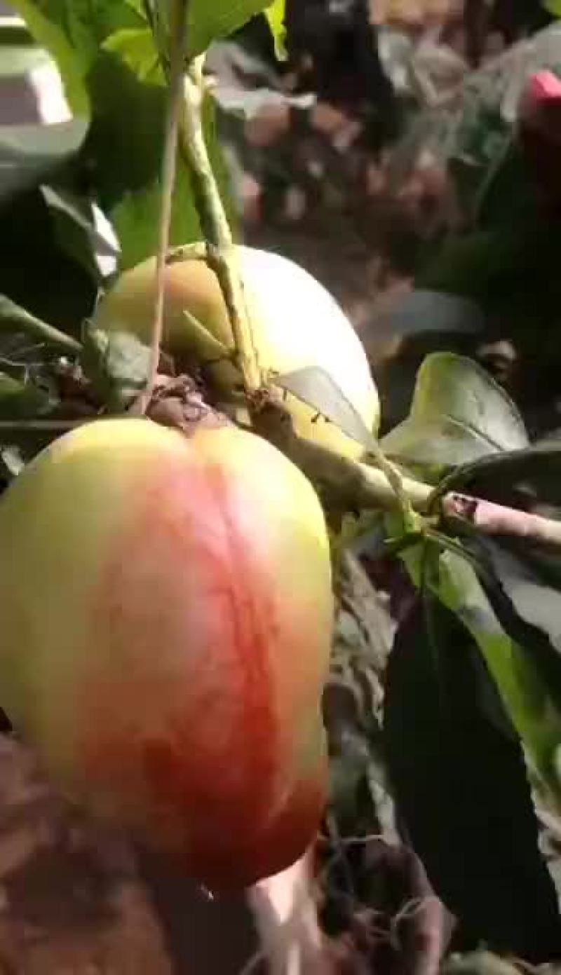油桃2两以上