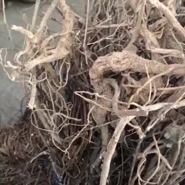 鸡骨草