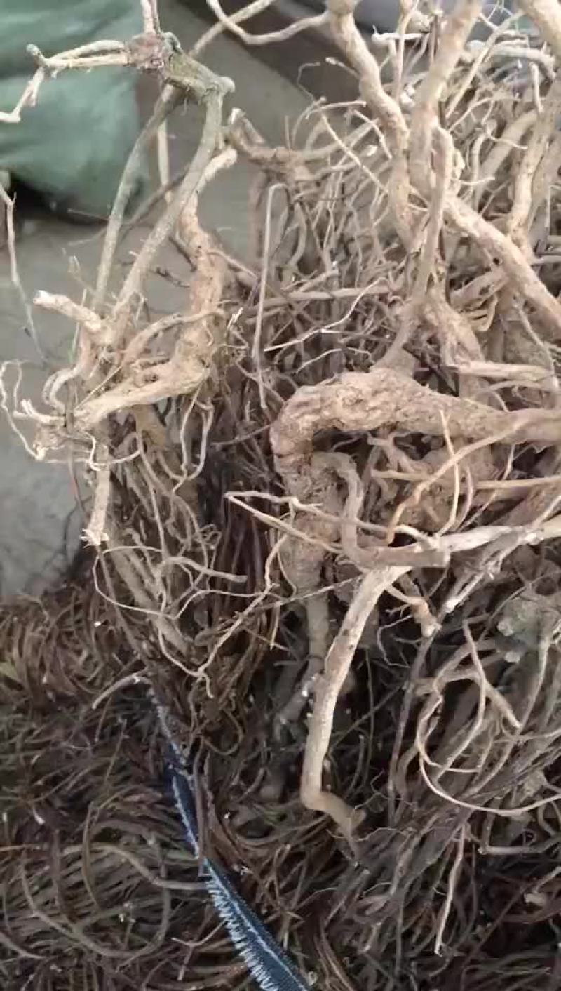 鸡骨草