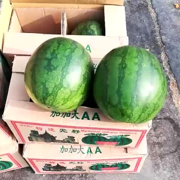 无籽西瓜10斤打底9成熟1茬