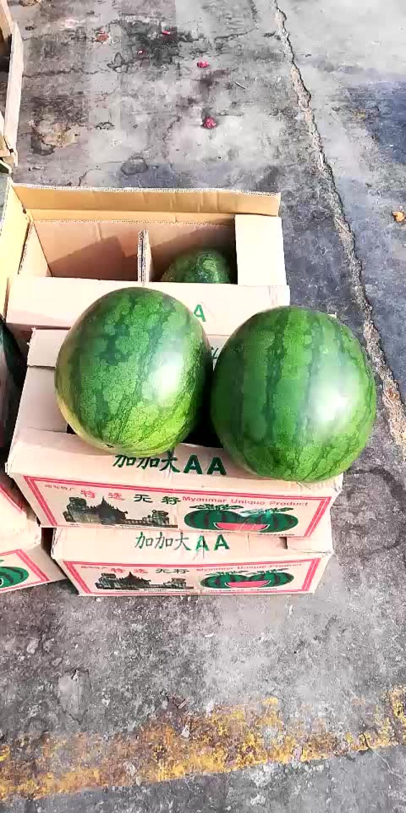 无籽西瓜10斤打底9成熟1茬