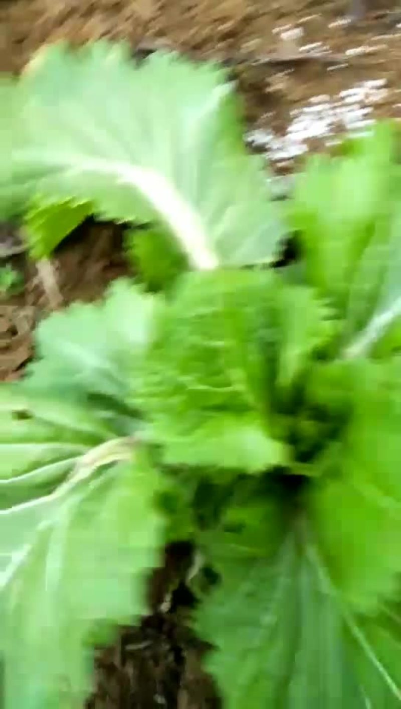 娃娃菜10两以上以上