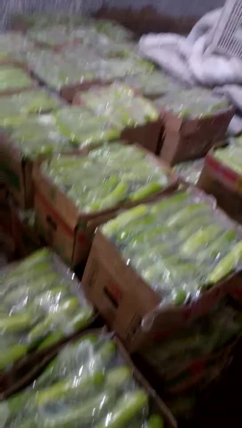 绿皮西葫芦0.8斤以上
