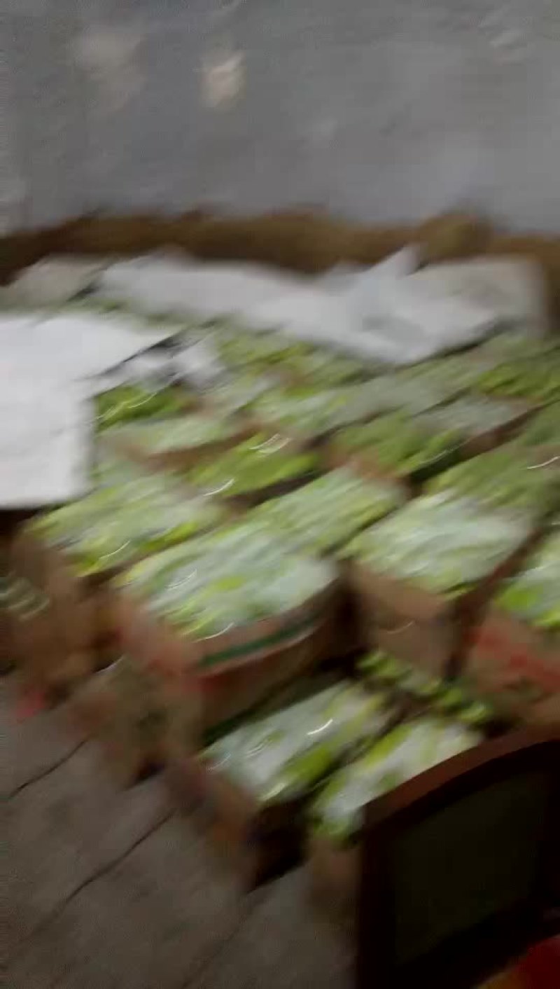 绿皮西葫芦0.8斤以上