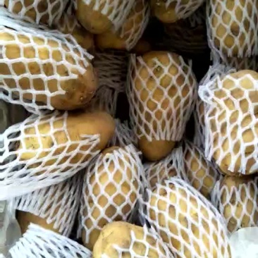荷兰十五土豆3两以上精品