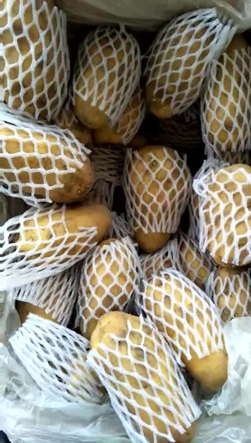 荷兰十五土豆3两以上精品