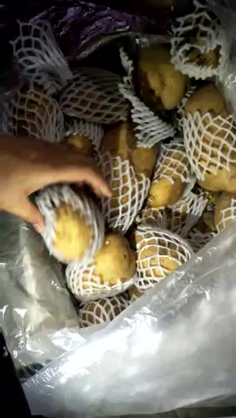 荷兰十五土豆3两以上精品