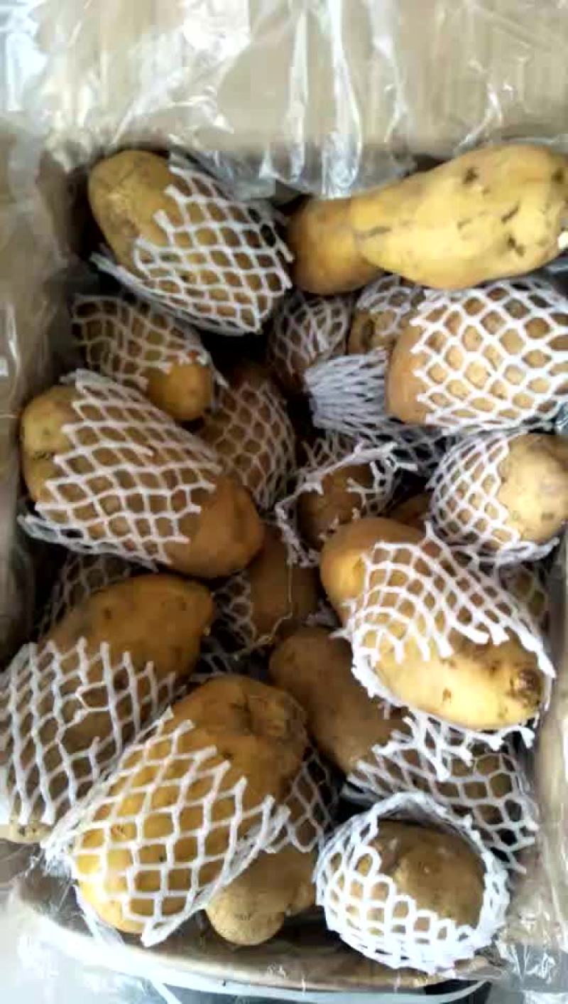 荷兰十五土豆3两以上精品