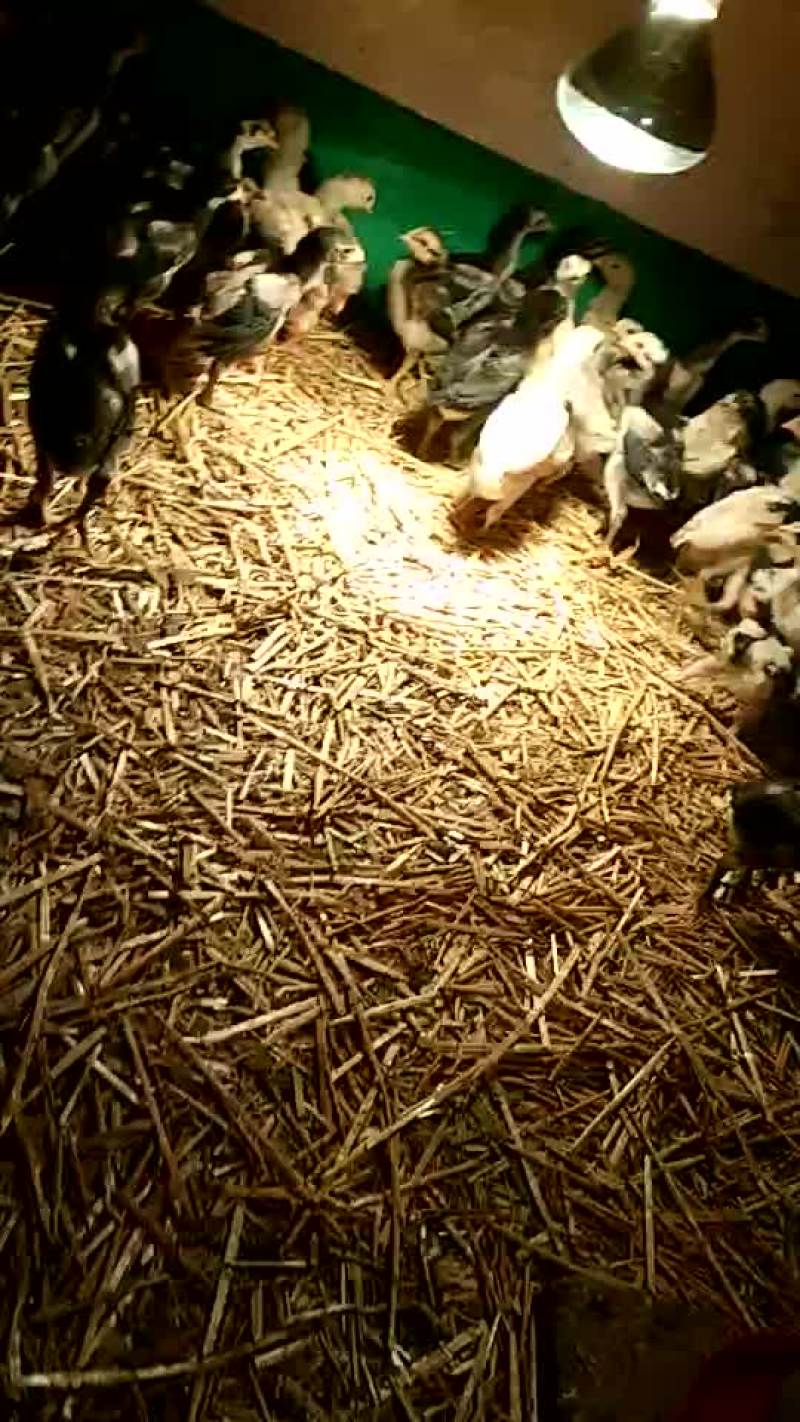 斗鸡蛋孵化50g以下