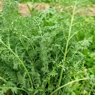 青菜野菜。。