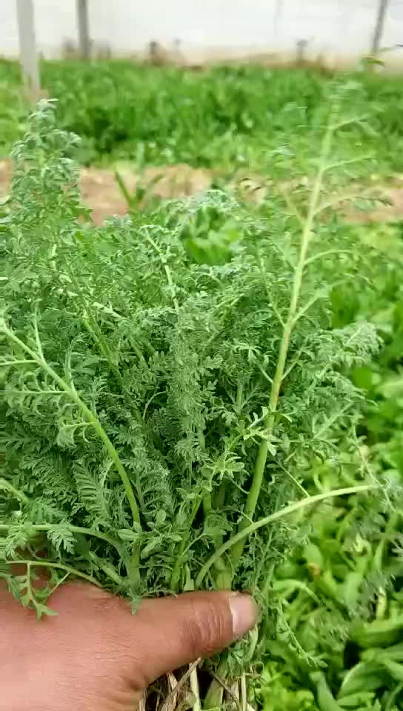 青菜野菜。。
