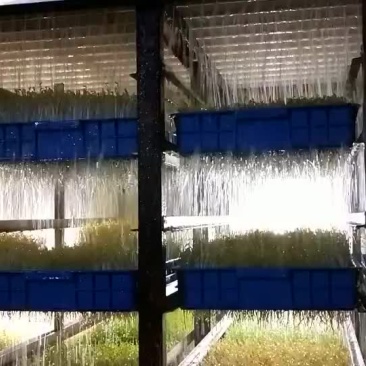 松柳芽苗菜散装