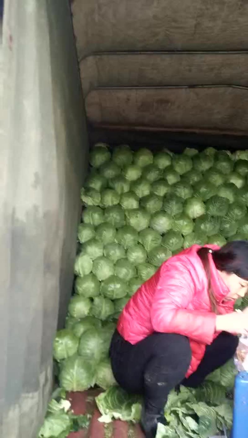 中甘21甘蓝大棚货颜色绿宣菜供货时间长