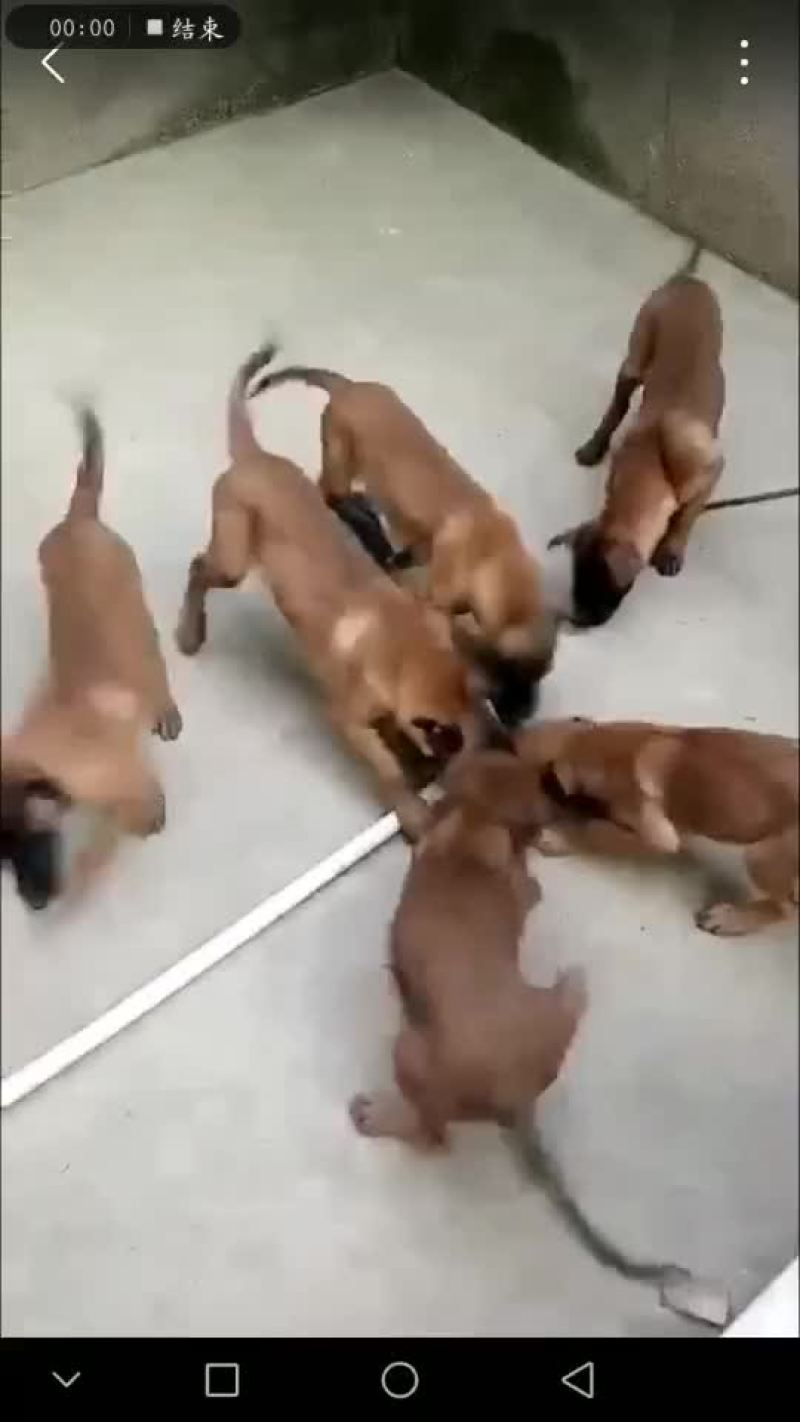 狗崽纯种比利时马犬